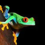 ¿Pueden los países en desarrollo dar un salto adelante en la gestión del rendimiento público?