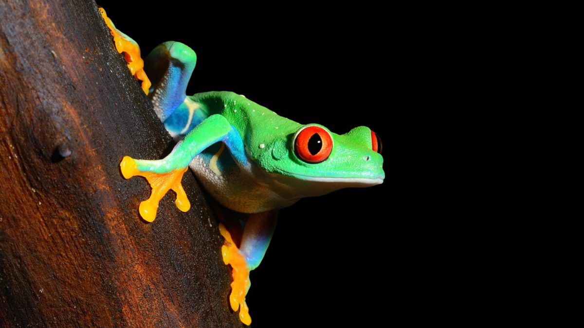 rã de olho vermelho Agalychnis callidryas
