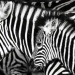 ¿Qué es mejor para la Administración? GRP o ERP