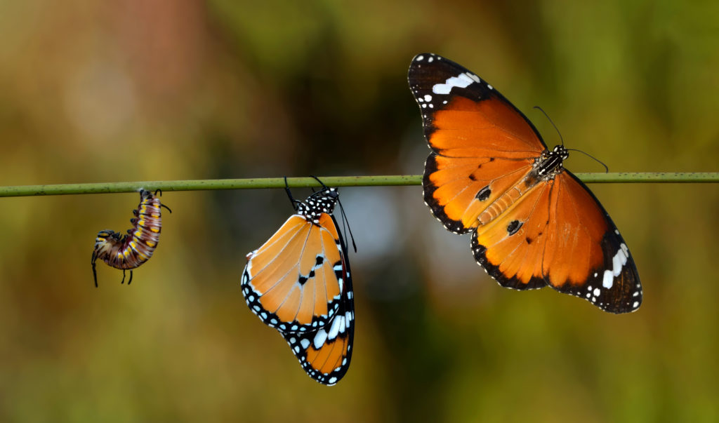 What is Government Digital Transformation?