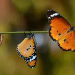 O que é a Transformação Digital do Governo?