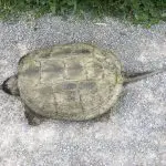 Los gobiernos se vuelven ágiles en el FISC 2018