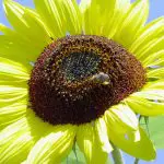 Acertijo sobre la gestión de las finanzas públicas y los Objetivos de Desarrollo Sostenible