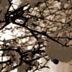 2020 Het jaar dat openbaar financieel beheer uit de kou kwam.